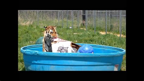 Tiger Logan Thanks Tigers In America Youtube