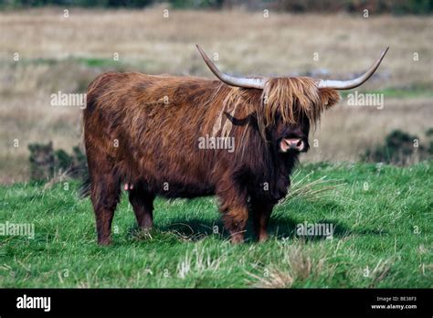 Highland Cow On Isle Of Mull Scotland Stock Photo Alamy