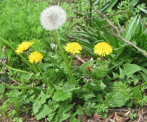 Many invasive weeds that landowners battle in their farms or gardens are actually delicious edible plants that are popping up in farmers' markets if any of these weeds are proving a nuisance in your farm or garden, the solution might just be simpler than you think. Weed-opedia: Dandelion - Southern Exposure