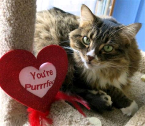 Pin By Michele Mckenzie Bobbitt On ~cats Love Valentines Day Cat Love
