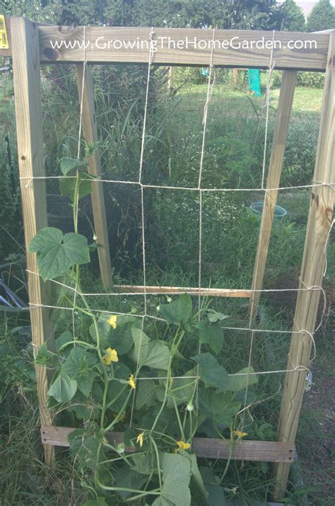 Build a simple cucumber trellis. Homemade Cucumber or Melon Trellises - Growing The Home Garden