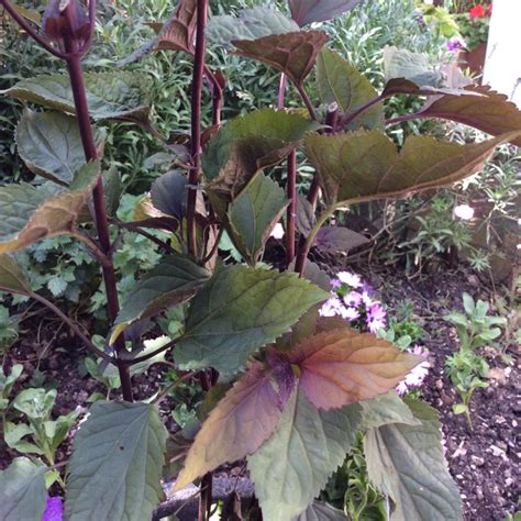 Ageratina Altissima Chocolate Syn Eupatorium Rugosum Chocolate