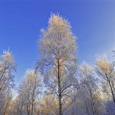 Winter Frost On Birch Trees Simon Fraser Photo