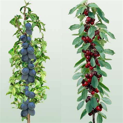 Cherry And Plum Mini Fruit Trees Prunus Miniature Fruit Trees Dwarf Cherry Tree Growing