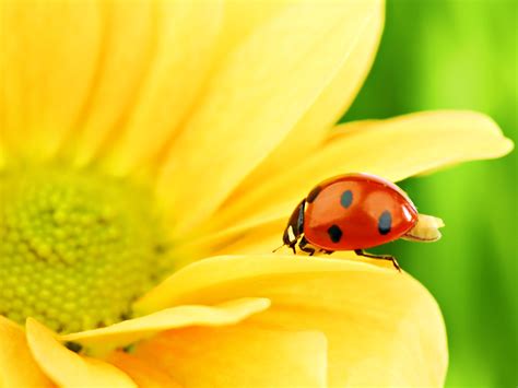 Lady Bug Wallpapers - Pets Cute and Docile