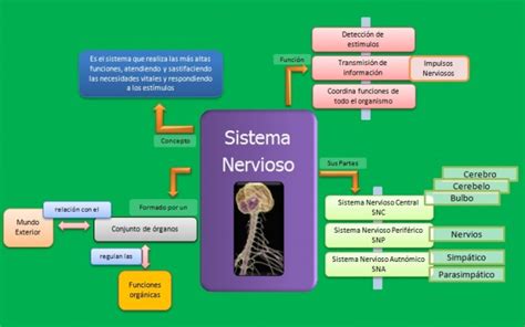 Mapa Mental Del Sistema Nervioso Para Ni Os Pics Boni
