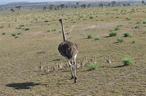 Ocean Of Memories Ostrich