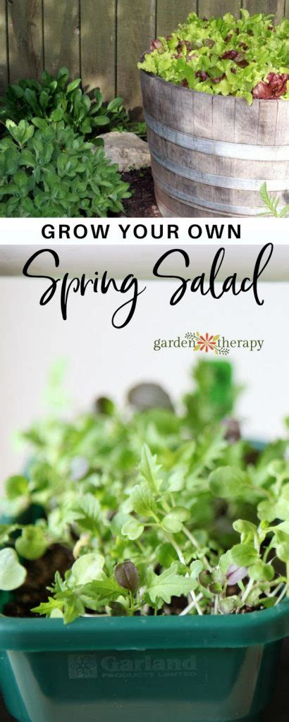 Grow Your Own Spring Salad Garden Garden Therapy