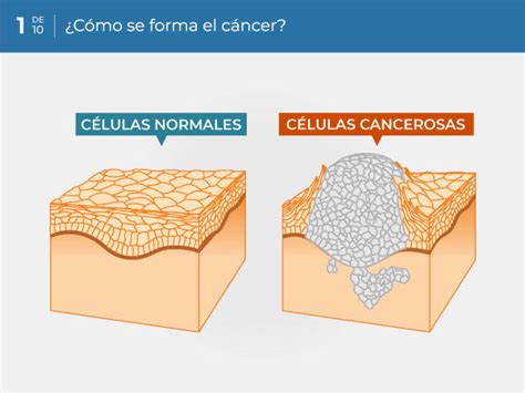Diferencias Entre Las Células Cancerosas Y Las Células Normales