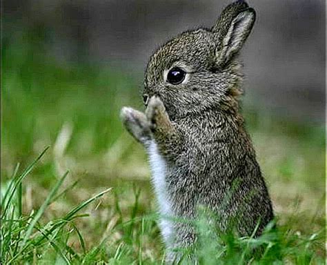 Download Cute Bunny Rabbits Wallpaper Desktop Best Quality Hd By