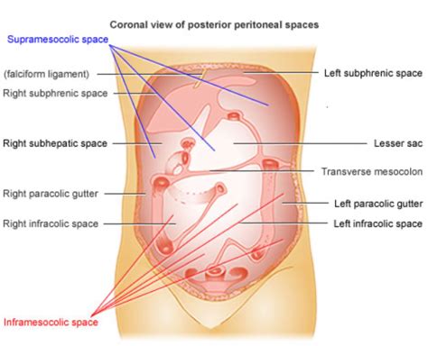 Abdominal Cavity Anatomy Of The Abdomen Learn Surgery