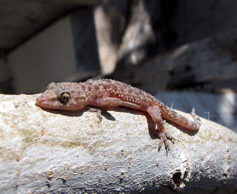 Filemediterranean House Gecko Wikimedia Commons
