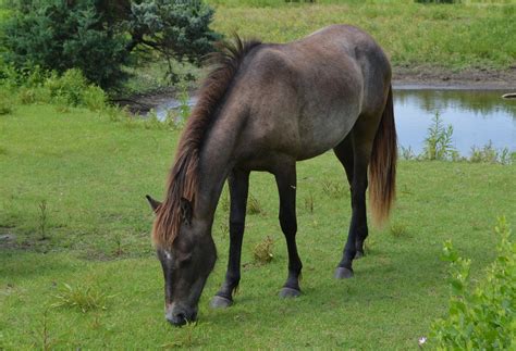 Wild Pony Free Stock Photo Public Domain Pictures