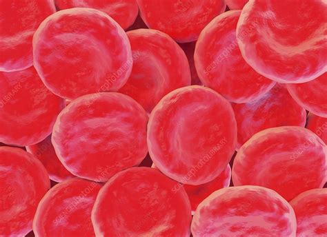 Red Blood Cells Artwork Stock Image F0095275 Science Photo Library