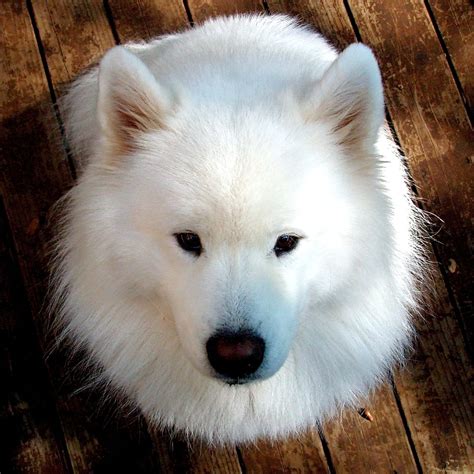 What Is A White Fluffy Dog Called