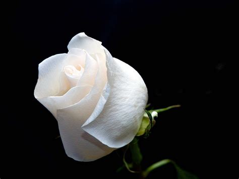 White Roses Backgrounds Wallpaper Cave