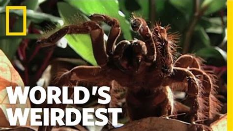 Jak se jmenuje největší pavouk na světě