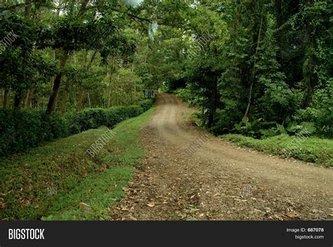 Dirt Road Thru Forest Image And Photo Free Trial Bigstock