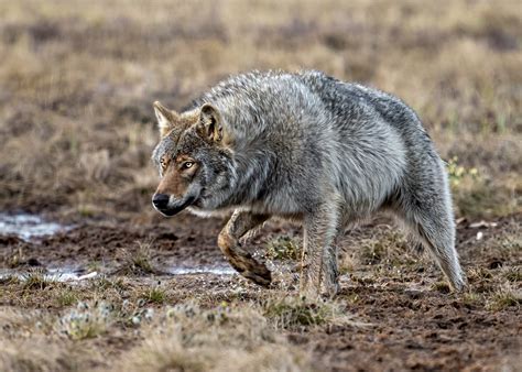 Wolf On The Prowl Wildlife Critiques Nature Photographers Network