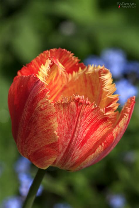 Free Images Flower Petal Tulip Red Botany Flora Wildflower