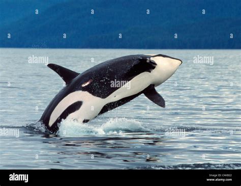 Killer Whale Breaching Stock Photo Alamy