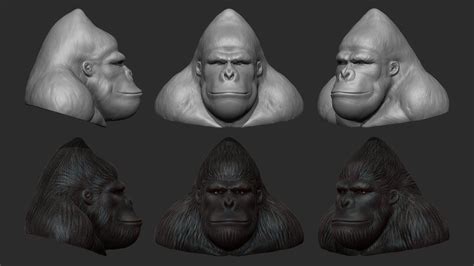 Zbrush Gorilla Head Speed Sculpt Youtube