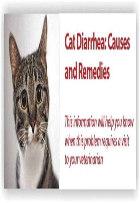 How To Stop Diarrhea In Cats Cats Maniax