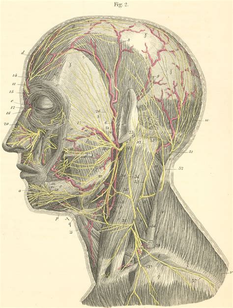 Superior View Of The Nerves Of The Head And Neck Left Side