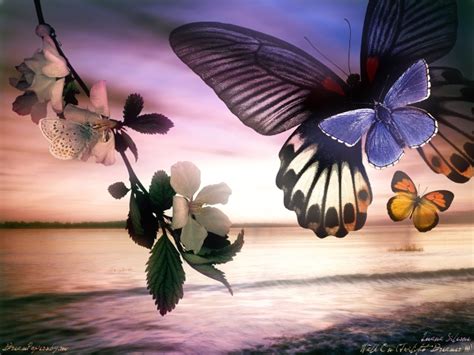 Papillons Fonds Decran  Papillons S Animes 7311370