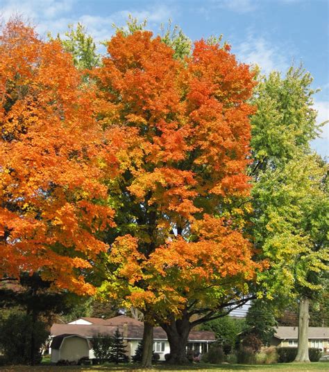 Acer Saccharum Leucoderme Northern Sugar Maple Sugar Maple North