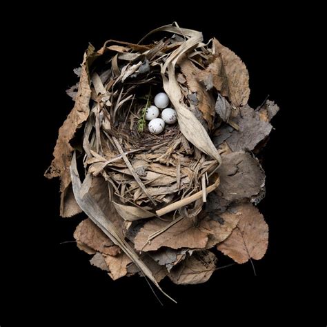 Sharon Beals Images Of Bird Nests From Around The World Photos