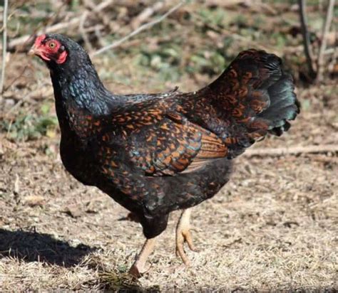 Cornish Chicken The 1 Heritage Meat Breed