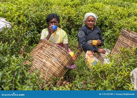 A Tamil Woman From Sri Lanka Breaks Tea Leaves On Tea Plantation With