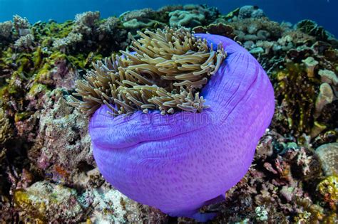 Purple Anemone And Coral Reef Stock Image Image Of Climate Coral