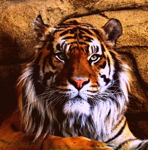 My Brother Took A Picture Of This Majestic Tiger At London Zoo Pics