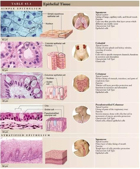 Epithelial Tissue Tissue Biology Medical Anatomy Tissue Types