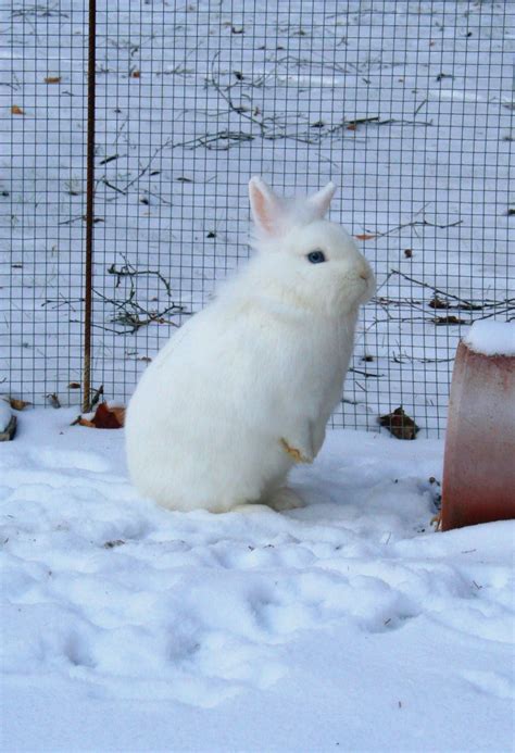 Its Cold Outside Winter Snow Cute Animals Rabbit Photos Cutte