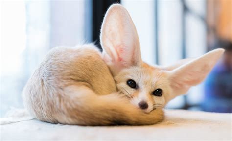 Animal Fennec Fox Wallpaper かわいい野生動物 おかしな動物 野生動物