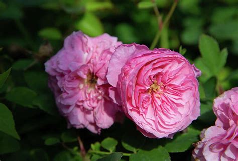 brenham s antique rose emporium blossoming under new owners