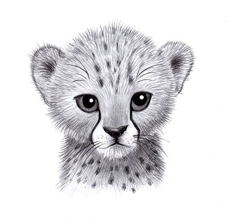 Download cheetah drawings images and use any clip art,coloring,png graphics in your website baby cheetah easy drawing. Baby Cheetah — Weasyl