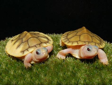 Albino Pink Belly Turtle Sedima