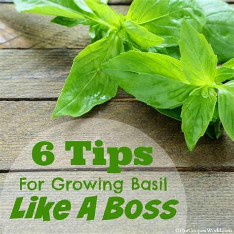 6 Tips For Growing Basil Like A Boss Growing Basil Basil Plant