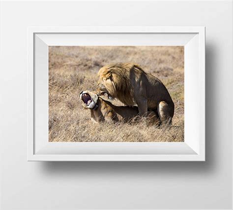 tierfotografie lions having sex tansania afrikanische etsy de