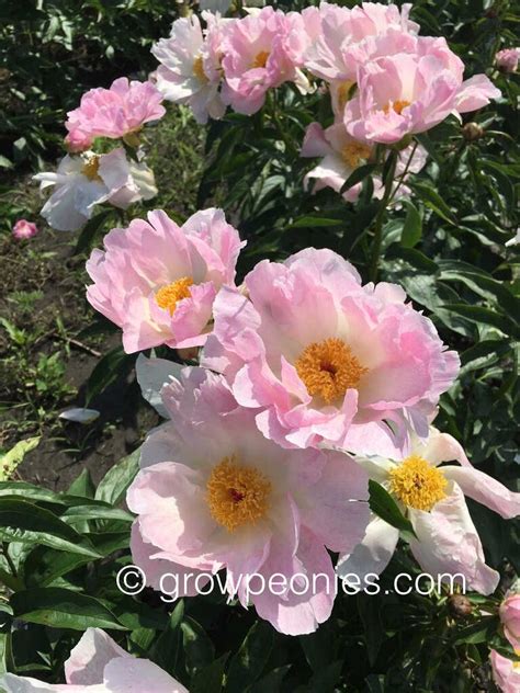 Pink Princess Peony — Countryside Gardens Inc Peony Farm