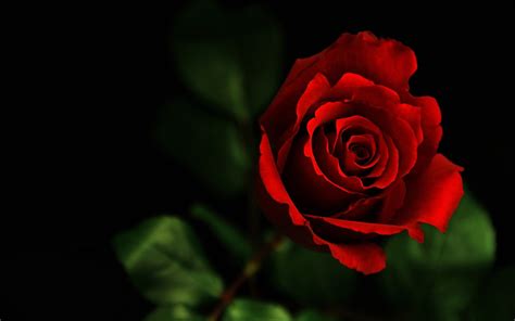 Dark Red Rose Flowers Photography Wallpaper 2560x1600