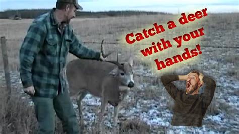 How To Catch A Whitetail Deer With Your Hands YouTube