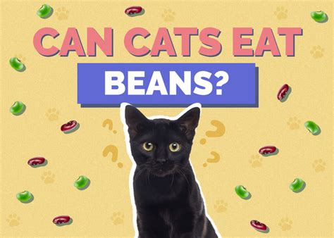 Can Cats Eat Beans Nutrition Facts And Faq Hepper