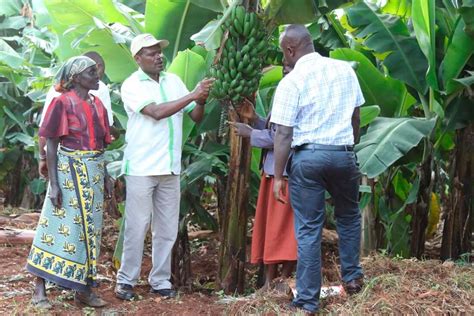 Kisii Farmers Lose Hope In Growing Bananas For Profit As Factory Fails