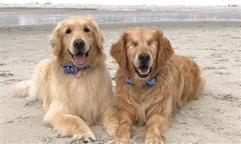 La Bonita Amistad Entre Un Perro Ciego Y Su Perra Guía