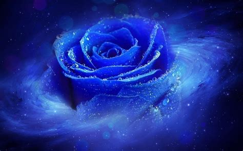Blue Rose Wallpapers Hd Free Download